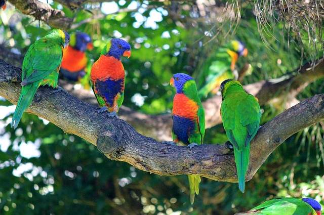 Lorichetto Arcobaleno, il pappagallo esuberante e variopinto