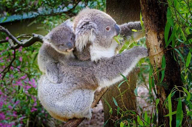 Animali lentissimi: ecco i 10 più lenti del mondo - Festival Famiglia