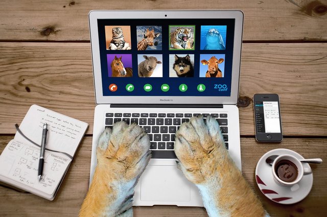 Come guadagnare online con animali domestici e diventare Pet influencer